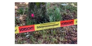 Eichenprozessionsspinner.jpg (1)